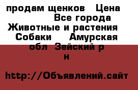 продам щенков › Цена ­ 15 000 - Все города Животные и растения » Собаки   . Амурская обл.,Зейский р-н